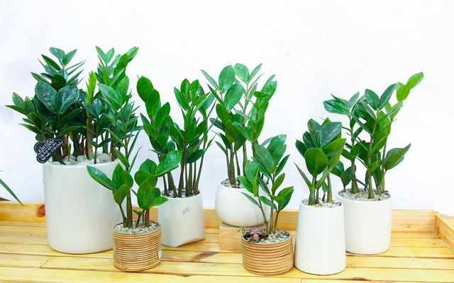 Chuyên gia phong thủy chỉ ra đồ vật đặt trong phòng khách giúp gia chủ chiêu tài rước lộc! - Ảnh 5. Chuyên gia phong thủy chỉ ra đồ vật đặt trong phòng khách giúp gia chủ chiêu tài rước lộc! - Ảnh 5.