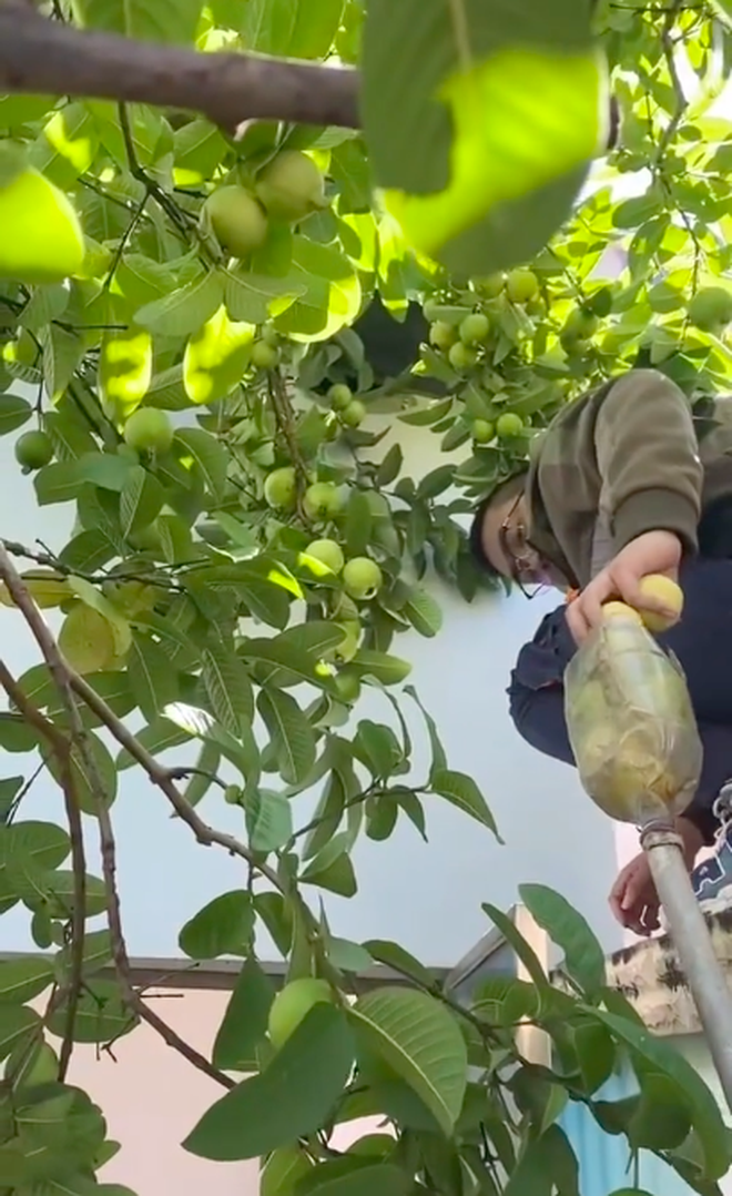 Không ngờ ở Việt Nam có cây ổi cho quả trĩu cành đến vậy, dân mạng thích thú: Ở gần nhà mình là tới công chuyện - Ảnh 2.