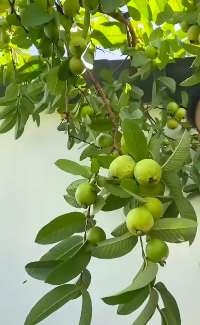 Không ngờ ở Việt Nam có cây ổi cho quả trĩu cành đến vậy, dân mạng thích thú: Ở gần nhà mình là tới công chuyện - Ảnh 3.