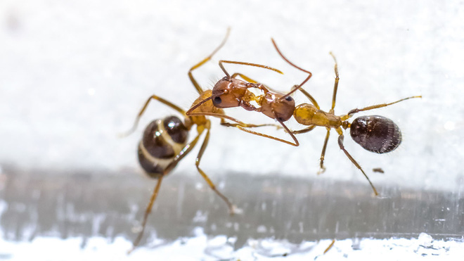 Những con kiến có hai dạ dày, một để ăn, một chỉ dùng để hôn - Ảnh 1.