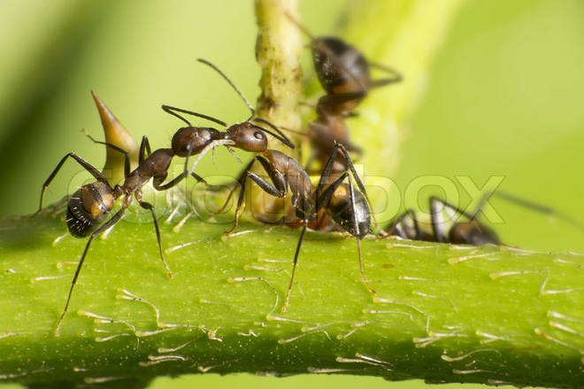 Những con kiến có hai dạ dày, một để ăn, một chỉ dùng để hôn - Ảnh 2.