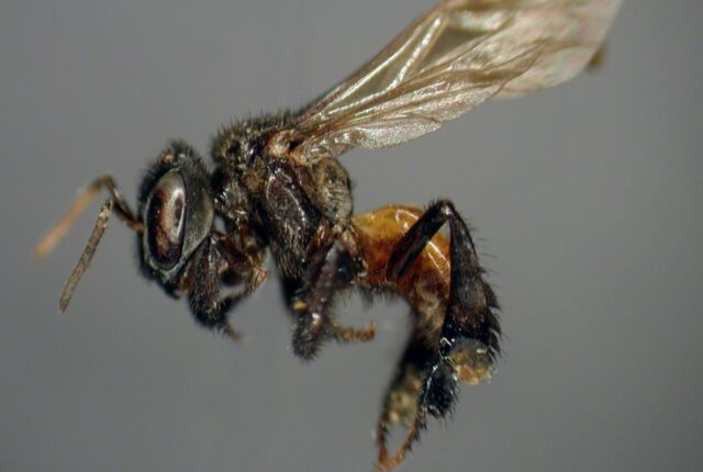 “Ong kền kền” tiến hóa để ăn được thịt, thậm chí có cả khuẩn ruột giúp tiêu hóa thức ăn - Ảnh 1.