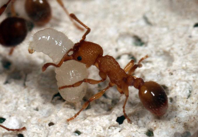Những con kiến có hai dạ dày, một để ăn, một chỉ dùng để hôn - Ảnh 3.