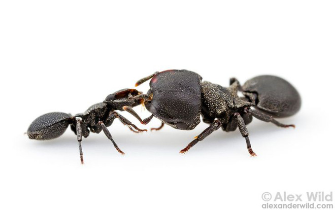 Những con kiến có hai dạ dày, một để ăn, một chỉ dùng để hôn - Ảnh 5.
