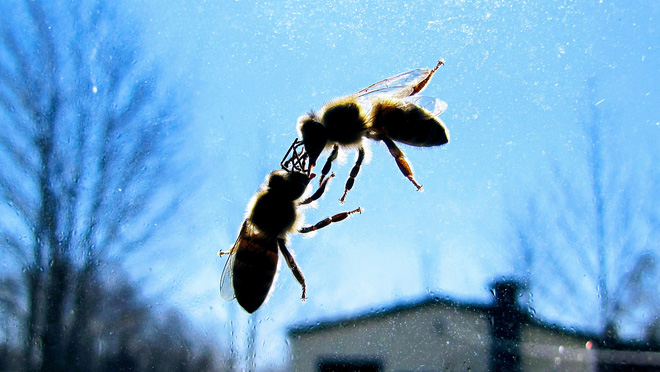 Những con kiến có hai dạ dày, một để ăn, một chỉ dùng để hôn - Ảnh 7.