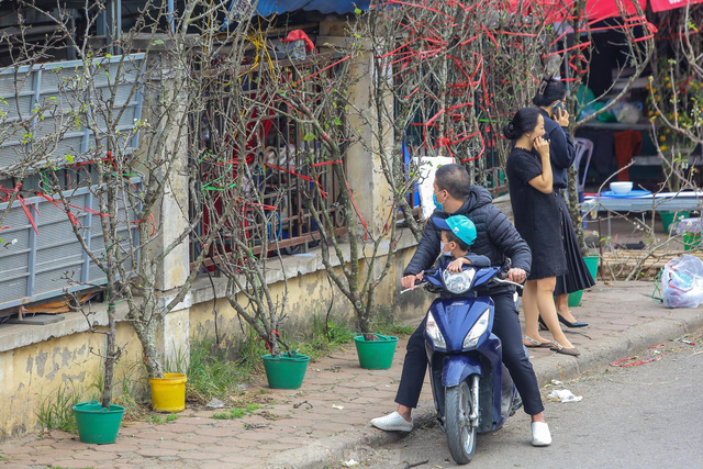 Hoa lê rừng xuống phố, người Hà Nội chi tiền triệu chơi Tết sớm - Ảnh 13.