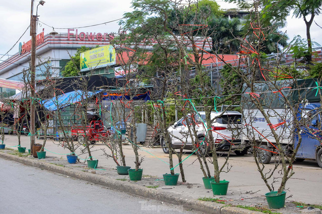 Hoa lê rừng xuống phố, người Hà Nội chi tiền triệu chơi Tết sớm - Ảnh 3.