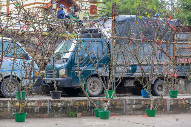 Hoa lê rừng xuống phố, người Hà Nội chi tiền triệu chơi Tết sớm - Ảnh 9.