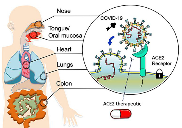 SARS-CoV-2 có lây qua thực phẩm và vật tiếp xúc hay không? - Ảnh 2.