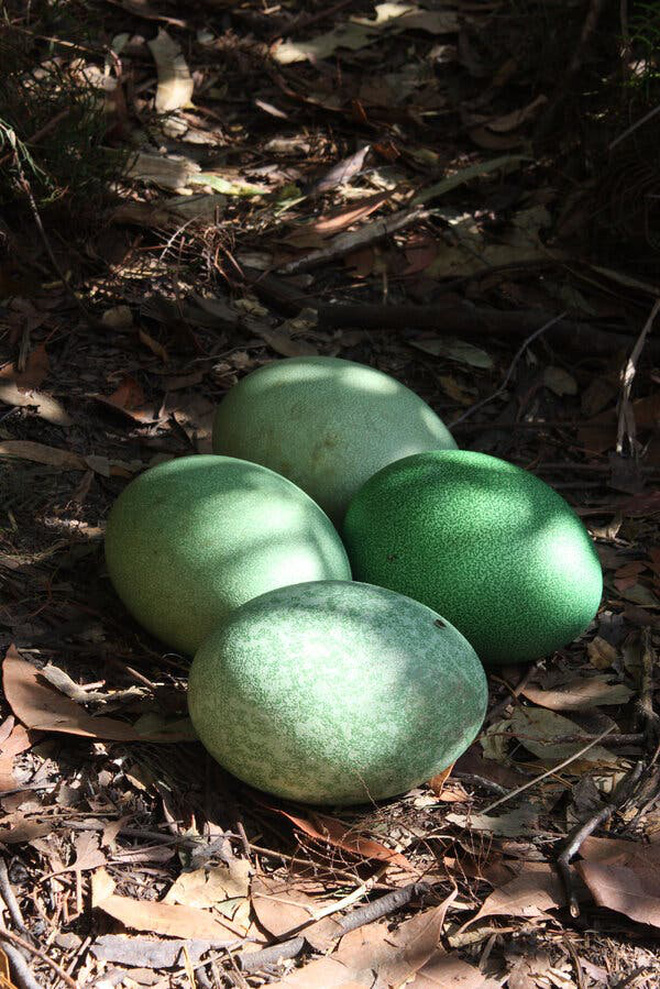 Đây là loài chim nguy hiểm nhất Trái Đất, nhưng người cổ đại vẫn thường trộm trứng của chúng về nuôi - Ảnh 8.
