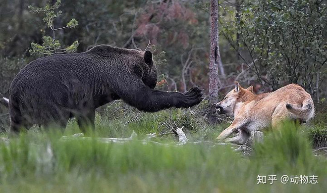 Nếu như không có hổ, gấu nâu, sói, linh miêu và chồn sói sẽ bước vào chiến tranh không hồi kết! - Ảnh 2.