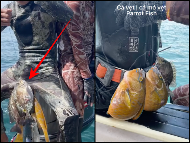 Gái Việt yêu chồng tây nổi tiếng trên MXH dính nghi vấn ăn cá cần bảo tồn khẩn cấp ở Phú Quốc, thái độ thế nào mà netizen quay xe? - Ảnh 2.