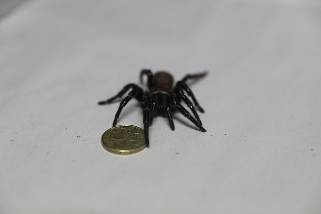 Phát hiện siêu nhện Megaspider với nanh dài 2cm có thể xuyên thủng móng tay người, kèm nọc độc cực mạnh - Ảnh 1.
