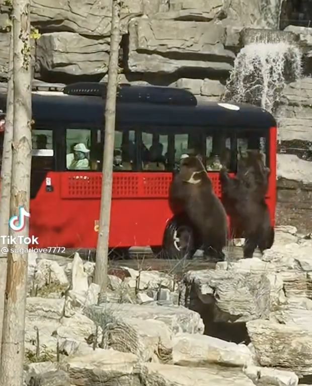 Clip hiếm: Du khách hoang mang thấy 2 nhân viên sở thú đu theo chiếc xe buýt, zoom lại gần mới phát hiện hóa ra không phải người? - Ảnh 3.