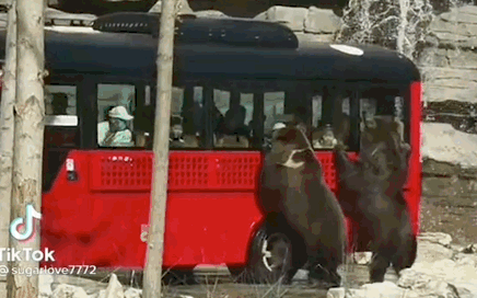 Clip hiếm: Du khách hoang mang thấy 2 nhân viên sở thú đu theo chiếc xe buýt, zoom lại gần mới phát hiện hóa ra không phải người? - Ảnh 4.