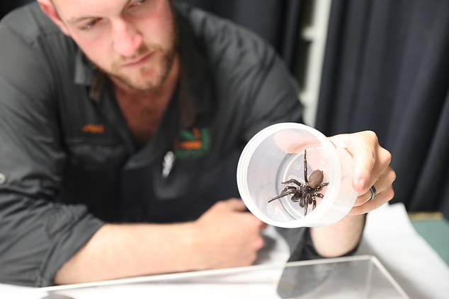 Phát hiện siêu nhện Megaspider với nanh dài 2cm có thể xuyên thủng móng tay người, kèm nọc độc cực mạnh - Ảnh 4.