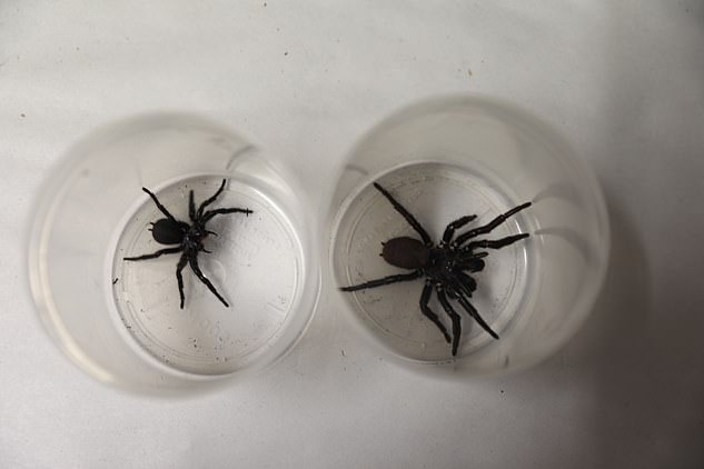 Phát hiện siêu nhện Megaspider với nanh dài 2cm có thể xuyên thủng móng tay người, kèm nọc độc cực mạnh - Ảnh 6.