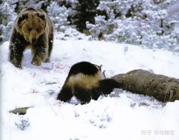 Nếu như không có hổ, gấu nâu, sói, linh miêu và chồn sói sẽ bước vào chiến tranh không hồi kết! - Ảnh 13.