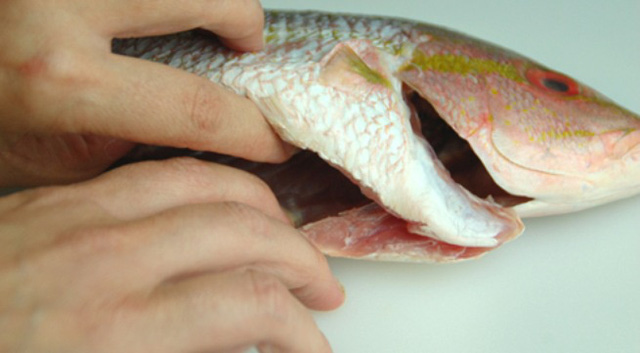 Những bộ phận của cá NÊN và KHÔNG NÊN ăn: Có nơi chứa đầy độc tố nguy hiểm - Ảnh 2.