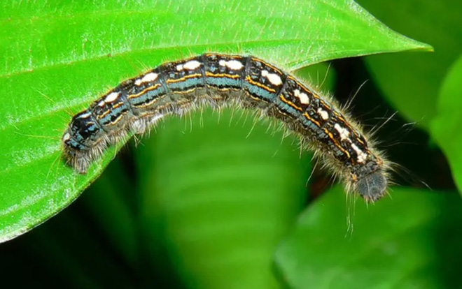 Ngay cả những con sâu bướm nhỏ và ham ăn cũng tác động lớn đến lượng phát thải carbon trên toàn cầu - Ảnh 5.