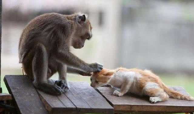 Mua khỉ về bầu bạn với mèo con, chủ nhân giật mình hốt hoảng vì cảnh tượng sau đó - Ảnh 4.