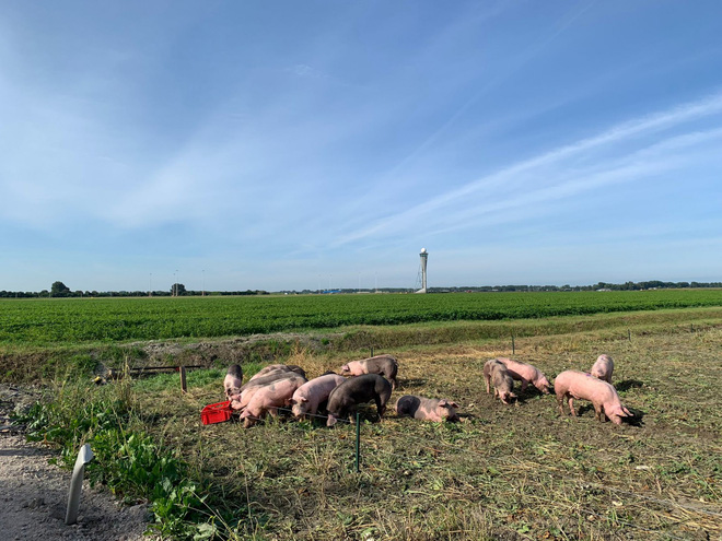 Thuê một đàn lợn để ngăn lũ chim tiếp cận sân bay, nước đi của chính quyền Hà Lan hứa hẹn mang lại kết quả bất ngờ - Ảnh 2.