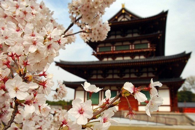 Nhật Bản hủy tập trận vì sợ làm hỏng cây hoa anh đào - Ảnh 1.