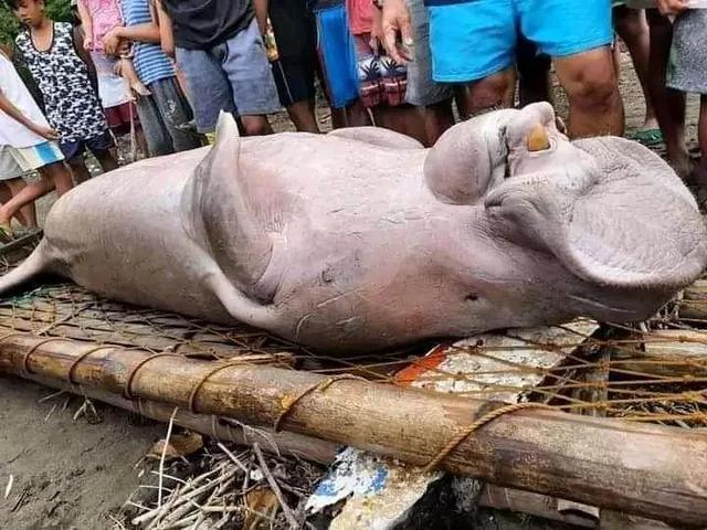 Đi đánh cá, ngư dân bắt được sinh vật lạ, dân làng đổ xô đến xem người giật mình kẻ sợ hãi - Ảnh 3. Đi đánh cá, ngư dân bắt được sinh vật lạ, dân làng đổ xô đến xem người giật mình kẻ sợ hãi - Ảnh 3.