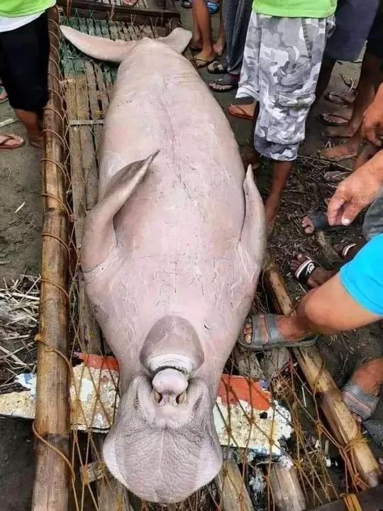 Đi đánh cá, ngư dân bắt được sinh vật lạ, dân làng đổ xô đến xem người giật mình kẻ sợ hãi - Ảnh 4. Đi đánh cá, ngư dân bắt được sinh vật lạ, dân làng đổ xô đến xem người giật mình kẻ sợ hãi - Ảnh 4.