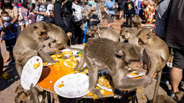 Bữa tiệc 2 tấn rau quả dành cho khỉ trong lễ hội đặc biệt ở Thái Lan - Ảnh 4.