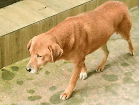 Chú chó bị triệt sản, suốt 3 tháng ngày nào cũng đến phòng khám thú y bắt đền - Ảnh 3.