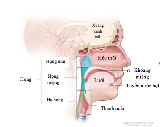 Từ ca ung thư hốc mắt lan rộng đến những điều cần biết về ung thư vùng đầu - cổ - Ảnh 3.