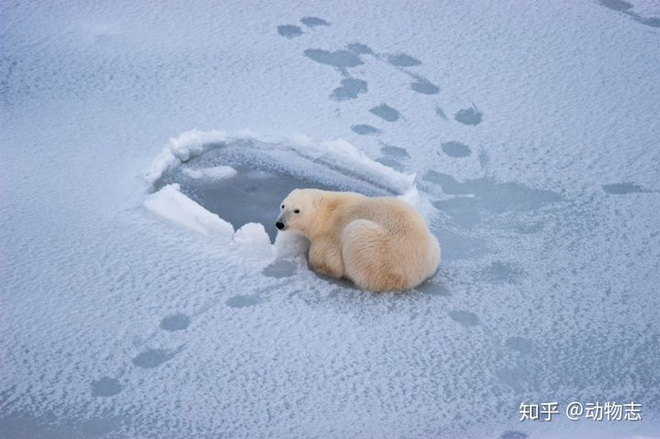 Gấu Bắc Cực có thể tồn tại ở Nam Cực không? - Ảnh 2.