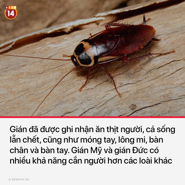 15 sự thật thú vị và rùng rợn sẽ làm bạn có cái nhìn mới mẻ về thế giới quanh mình - Ảnh 11.