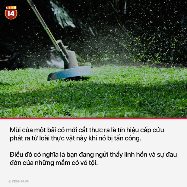 15 sự thật thú vị và rùng rợn sẽ làm bạn có cái nhìn mới mẻ về thế giới quanh mình - Ảnh 3.