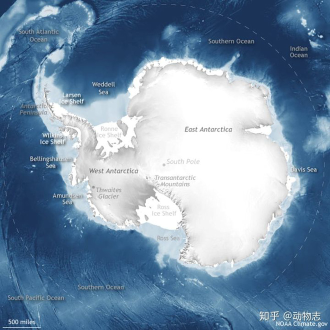 Gấu Bắc Cực có thể tồn tại ở Nam Cực không? - Ảnh 5.
