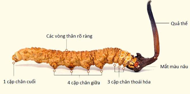 Đông trùng hạ thảo: Được làm giả cực tinh vi, chuyên gia chỉ cách phân biệt thật - giả  - Ảnh 1.