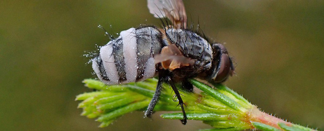 Kinh hoàng loài nấm tạo ra tình dược, kích thích ruồi đực giao phối với ruồi cái đã ngủm củ tỏi - Ảnh 6.