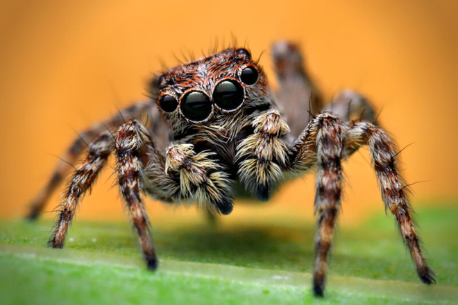 Bất ngờ loài nhện có IQ cao nhất: Biết đếm, đánh giá đối thủ, săn mồi có chiến thuật - Ảnh 1.