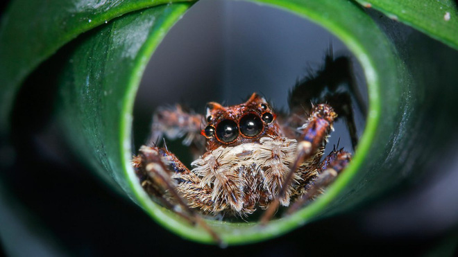 Bất ngờ loài nhện có IQ cao nhất: Biết đếm, đánh giá đối thủ, săn mồi có chiến thuật - Ảnh 2.