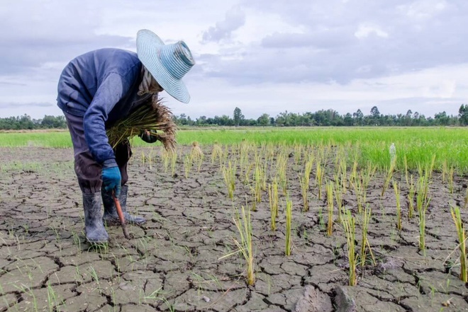 Biến đổi khí hậu đe dọa nghiêm trọng tới sinh kế của người nông dân và ngành nông nghiệp - Ảnh 1.