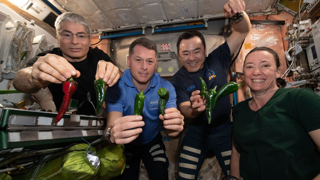 Các phi hành gia trên trạm ISS thu hoạch mẻ ớt không gian đầu tiên của nhân loại - Ảnh 1.