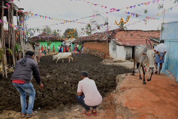 Ấn Độ: Người dân lăn lê bò toài trong lễ hội ném phân bò thường niên - Ảnh 4.