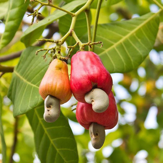 Về nhà người yêu chơi, cô gái Hà Nội gọi tên quả này mà khiến cả gia đình bạn trai bụm miệng cười vì một lý do - Ảnh 2.