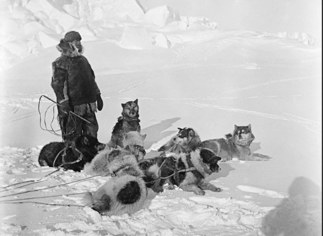 Nam Cực lục địa chứa đựng đầy đau đớn và hi sinh của loài chó - Ảnh 5.