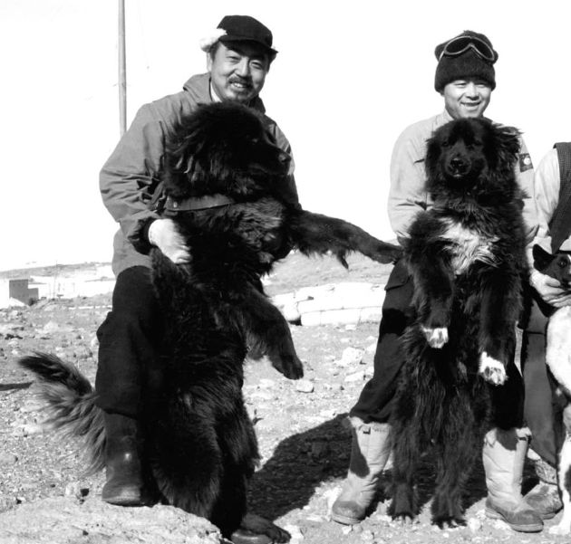 Nam Cực lục địa chứa đựng đầy đau đớn và hi sinh của loài chó - Ảnh 10.