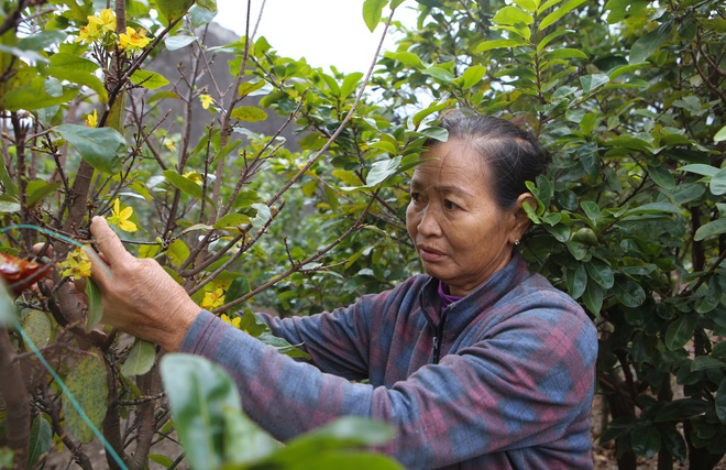  Chưa đến Tết vườn mai vàng đã nở rộ khiến nhiều nông dân buồn méo mặt  - Ảnh 8.