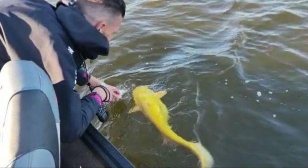 Bắt được cá da trơn vàng tươi cực hiếm ở Hà Lan - Ảnh 3.