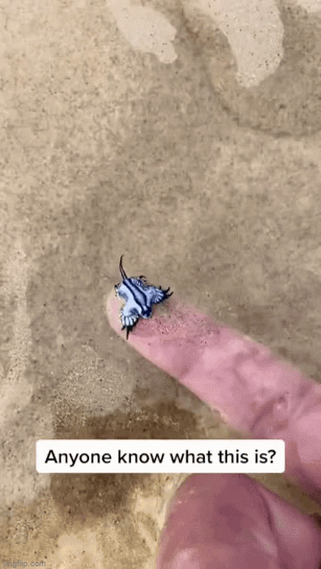 Ra biển phát hiện loài sinh vật trông giống rồng thần, người đàn ông đăng hỏi dân mạng mới biết vừa gặp nguy hiểm chết người! - Ảnh 4.