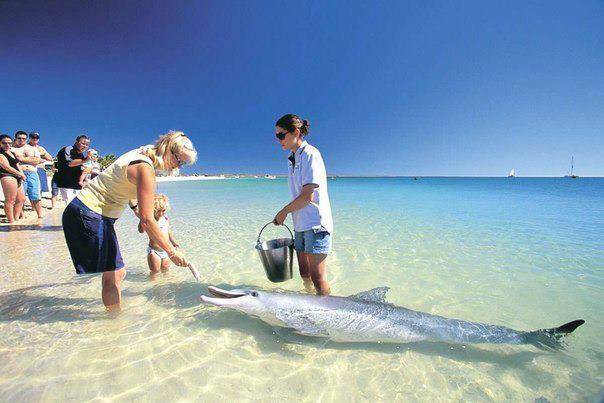 Bãi biển duy nhất trên thế giới có cá heo ghé thăm hàng ngày - Ảnh 2.